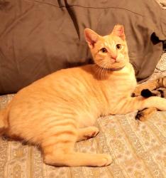 Lost Male Cat last seen Lafayette at Civic Center , Santa Clara, CA 95050