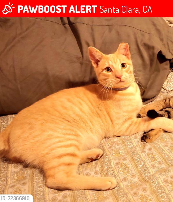 Lost Male Cat last seen Lafayette at Civic Center, Santa Clara, CA 95050