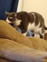Lost Male Cat last seen Indigo dr., Onslow County, NC 28555