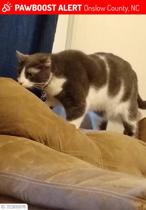 Lost Male Cat last seen Indigo dr., Onslow County, NC 28555