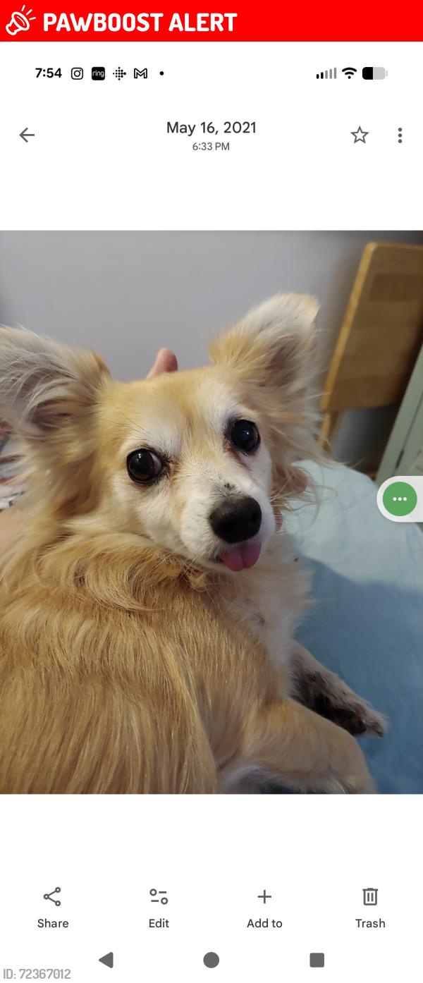 Lost Female Dog last seen Congress Ave and Giuliano Ave Lake Worth, Lake Worth Beach, FL 33461