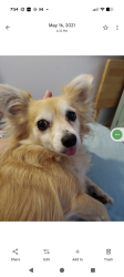 Lost Female Dog last seen Congress Ave and Giuliano Ave Lake Worth, Lake Worth Beach, FL 33461