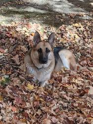 Lost Male Dog last seen County Roads 121 and 98, Morrow Co, Ohio, Mount Gilead, OH 43338