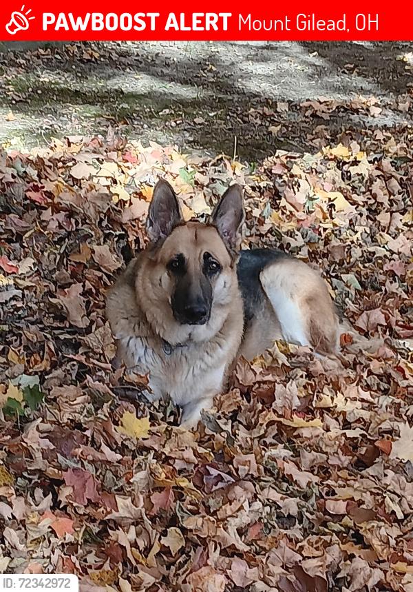Lost Male Dog last seen County Roads 121 and 98, Morrow Co, Ohio, Mount Gilead, OH 43338
