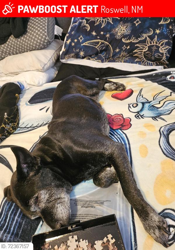Lost Female Dog last seen By the university heading towards the airport, Roswell, NM 88203