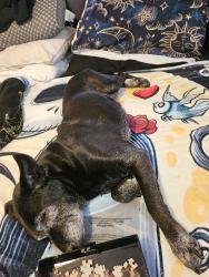 Lost Female Dog last seen By the university heading towards the airport, Roswell, NM 88203