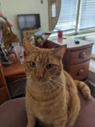 Lost Male Cat last seen Powell Road, Augusta, GA 30909