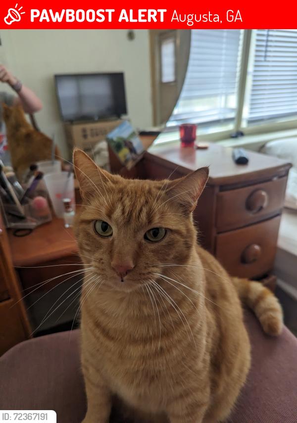 Lost Male Cat last seen Powell Road, Augusta, GA 30909