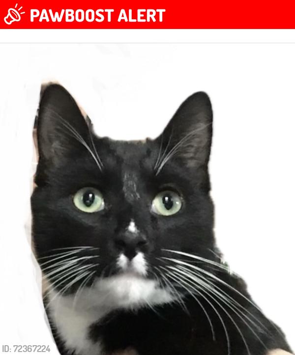 Lost Male Cat last seen Zeller Dr and Quick Rd, Tall Hickory Estates, OH 45344