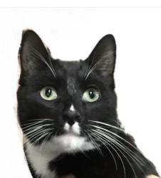 Lost Male Cat last seen Zeller Dr and Quick Rd, Tall Hickory Estates, OH 45344