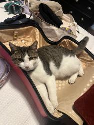 Lost Male Cat last seen The Resort Blvd and Morris Dido, Fort Worth, TX 76179