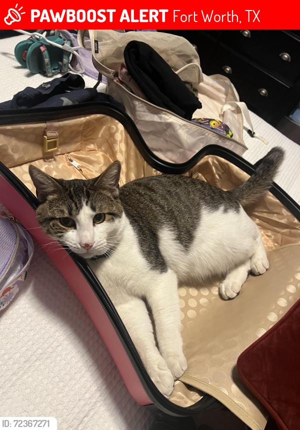 Lost Male Cat last seen The Resort Blvd and Morris Dido, Fort Worth, TX 76179
