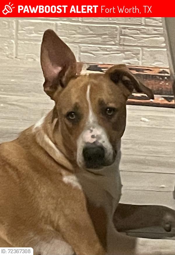 Lost Female Dog last seen Glenmont Drive Westcreek , Fort Worth, TX 76133