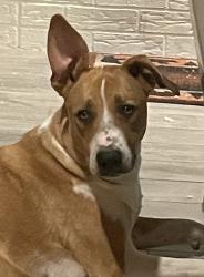 Lost Female Dog last seen Glenmont Drive Westcreek , Fort Worth, TX 76133