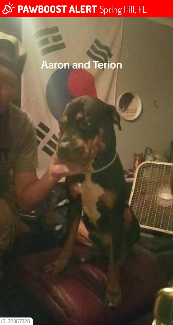 Lost Male Dog last seen Drayton and Eldridge avenue in Pasco county, Spring Hill, FL 34610
