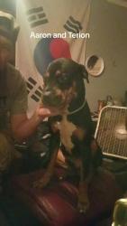 Lost Male Dog last seen Drayton and Eldridge avenue in Pasco county, Spring Hill, FL 34610