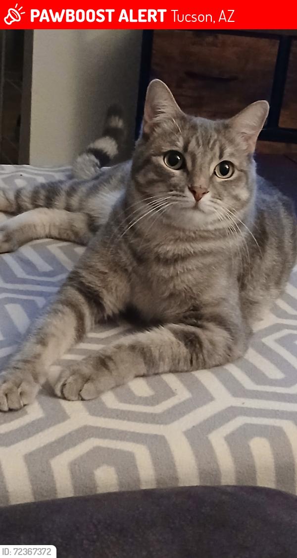 Lost Male Cat last seen Alterra apmts , Tucson, AZ 85710