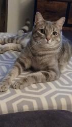 Lost Male Cat last seen Alterra apmts , Tucson, AZ 85710