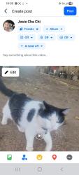 Lost Male Cat last seen Ward ave riverbank ca, Riverbank, CA 95367