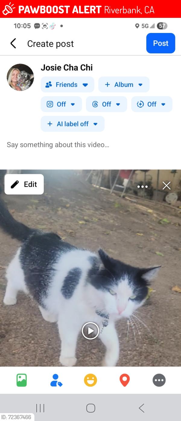 Lost Male Cat last seen Ward ave riverbank ca, Riverbank, CA 95367