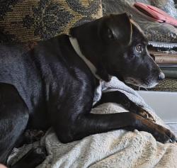 Lost Female Dog last seen Normandy Road. Located between the crossroads of Nathan Ave & West C St and Kenlough Dr & Rainbow Dr, Kannapolis, NC 28081