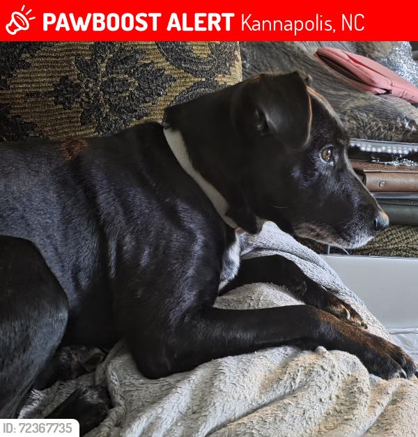 Lost Female Dog last seen Normandy Road. Located between the crossroads of Nathan Ave & West C St and Kenlough Dr & Rainbow Dr, Kannapolis, NC 28081