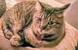Lost Male Cat last seen 7th & I ( across from Springfield.H.S), Springfield, OR 97477