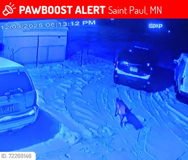 Lost Female Dog last seen Maplewood  Wheelock rice StreetCarpenter, Saint Paul, MN 55113