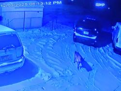 Lost Female Dog last seen Maplewood  Wheelock rice StreetCarpenter, Saint Paul, MN 55113