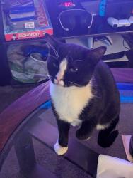 Lost Male Cat last seen Whispering Pines Apartments, Clovis, CA 93612