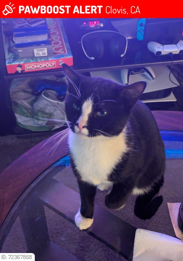 Lost Male Cat last seen Whispering Pines Apartments, Clovis, CA 93612