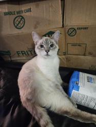 Lost Male Cat last seen Mosquito Beach area, Yuba City, CA 95991
