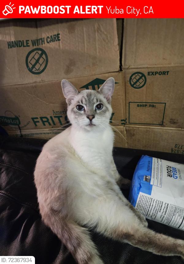 Lost Male Cat last seen Mosquito Beach area, Yuba City, CA 95991