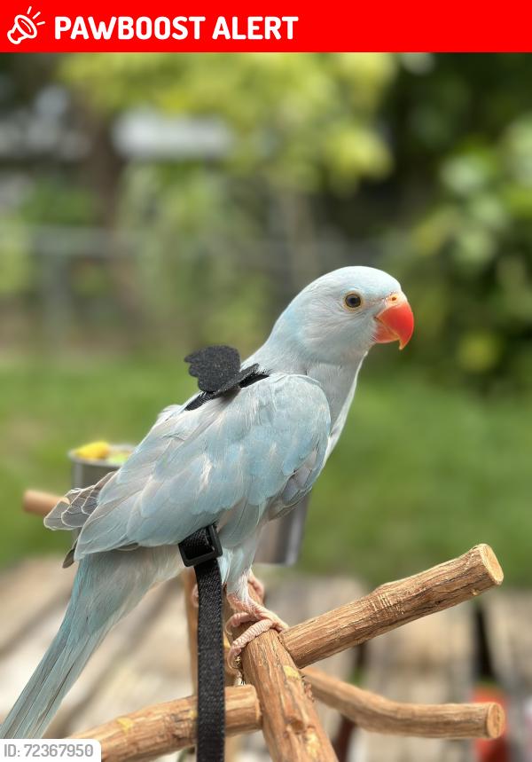 Lost Female Bird last seen Mcnab and Rock Island, North Lauderdale, FL 33068