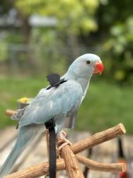 Lost Female Bird last seen Mcnab and Rock Island, North Lauderdale, FL 33068