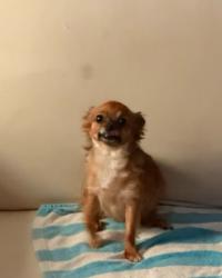 Lost Female Dog last seen corona avenue, ca 90201 , Bell, CA 90201