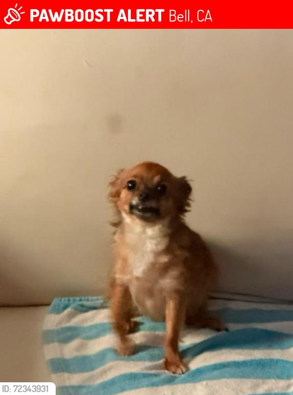 Lost Female Dog last seen corona avenue, ca 90201 , Bell, CA 90201