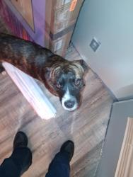 Lost Male Dog last seen Near Cheatham St Springfield Tennessee 37172, Springfield, TN 37172