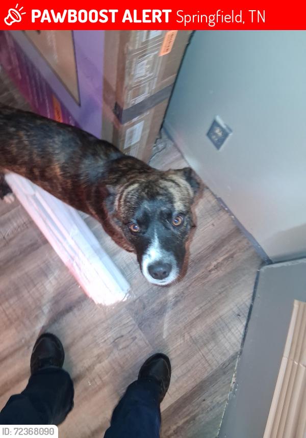 Lost Male Dog last seen Near Cheatham St Springfield Tennessee 37172, Springfield, TN 37172