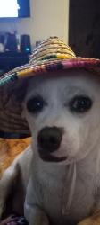 Lost Female Dog last seen 21st St N , St. Petersburg, FL 33713