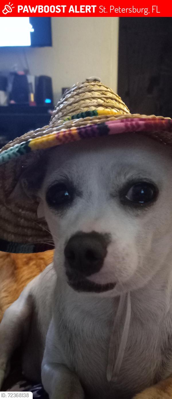 Lost Female Dog last seen 21st St N , St. Petersburg, FL 33713