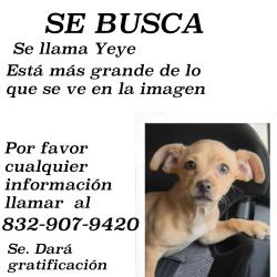 Lost Male Dog last seen Seminar Dr Houston Texas, Houston, TX 77060