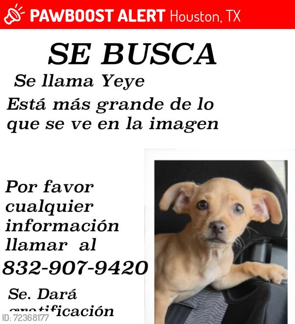 Lost Male Dog last seen Seminar Dr Houston Texas, Houston, TX 77060