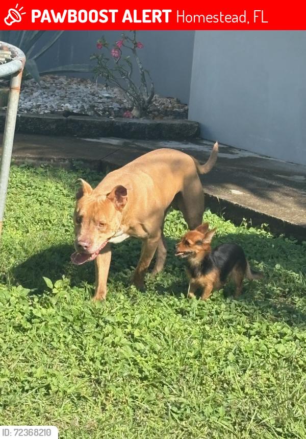 Lost Male Dog last seen Near SW 256th St, 33031, Homestead, FL 33031