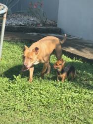 Lost Male Dog last seen Near SW 256th St, 33031, Homestead, FL 33031