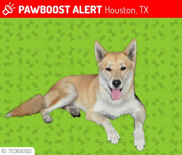 Lost Female Dog last seen N. Wayside dr, Houston, TX 77028