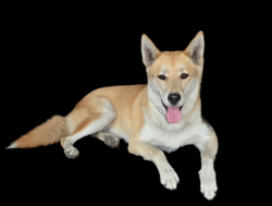 Lost Female Dog last seen N. Wayside dr, Houston, TX 77028