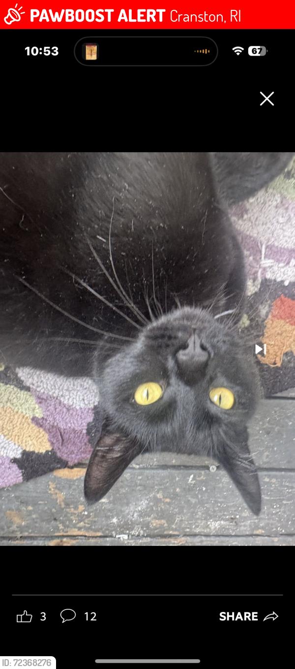 Lost Male Cat last seen Whipple Ave Webster ave union Ave , Cranston, RI 02920