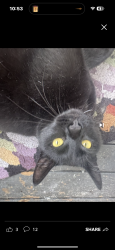 Lost Male Cat last seen Whipple Ave Webster ave union Ave , Cranston, RI 02920