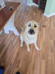 Lost Male Dog last seen Rothesay Chase Rd, Houston, TX 77095